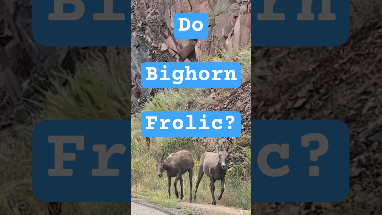 Bighorn Sheep on the Beat #bighornsheep #bighorn #wildlife #animals #bigthompson #canyon