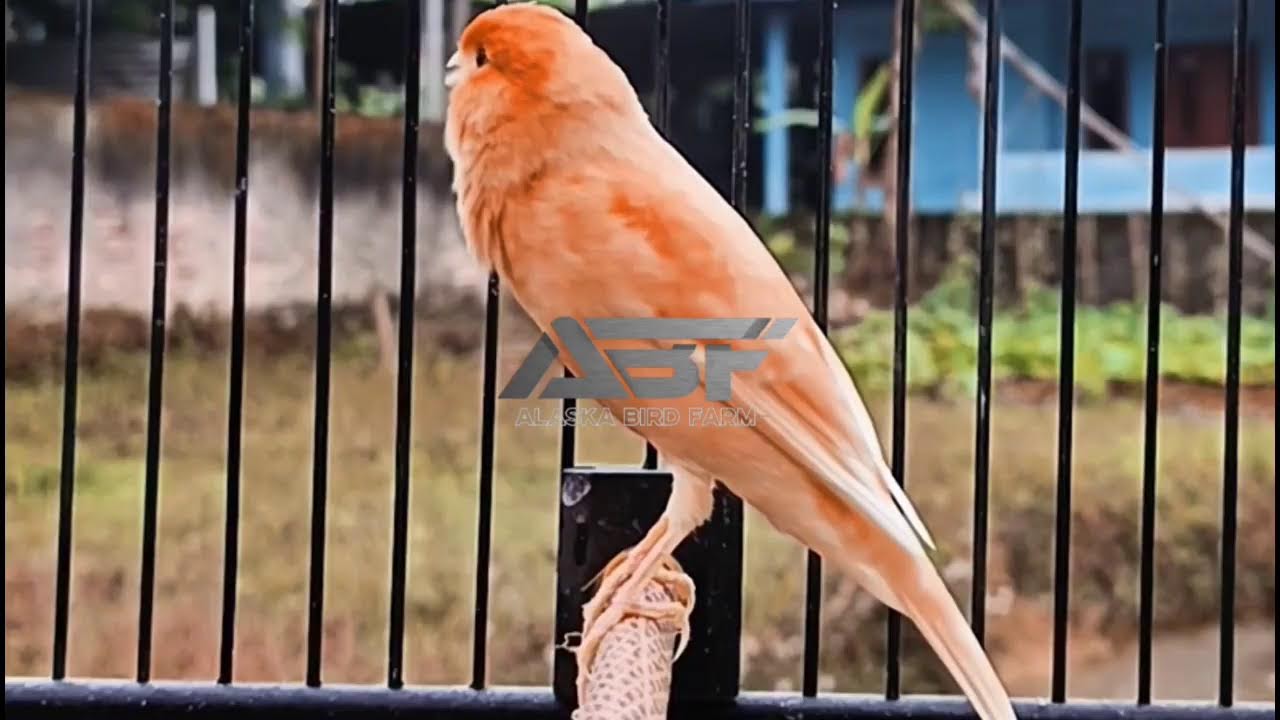 MASTERAN KENARI PAGI HARI BIKIN KENARI PAUD DAN MACET BUNYI GOYQNG GOYANG