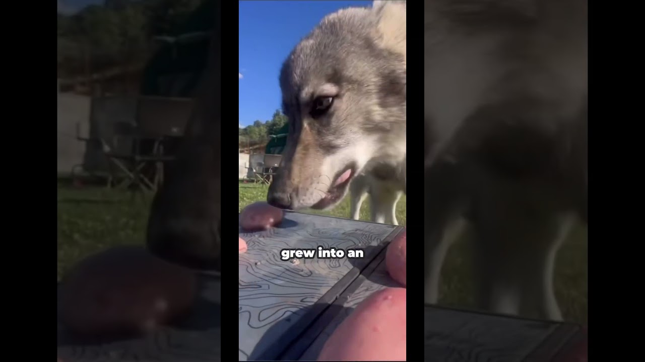 Heartwarming story between man and wolf, an unbreakable bond #rescue #wolf #happy #story #wholesome