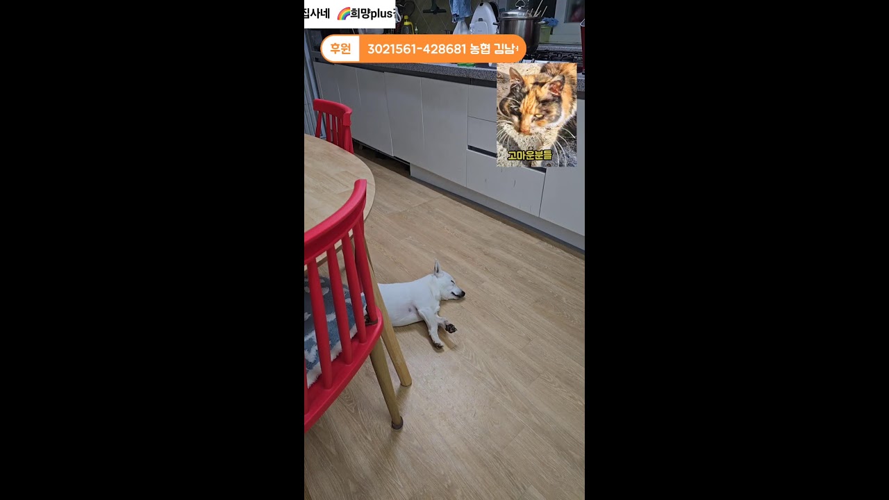 20260126희망플러스 김집사네 라이브  #동물  #애견 #고양이 #강아지 #소통 #고민상담
