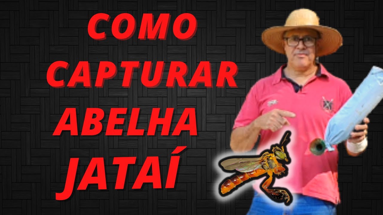 [PASSO A PASSO] Como capturar abelha Jataí na garrafa pet de forma fácil e simples