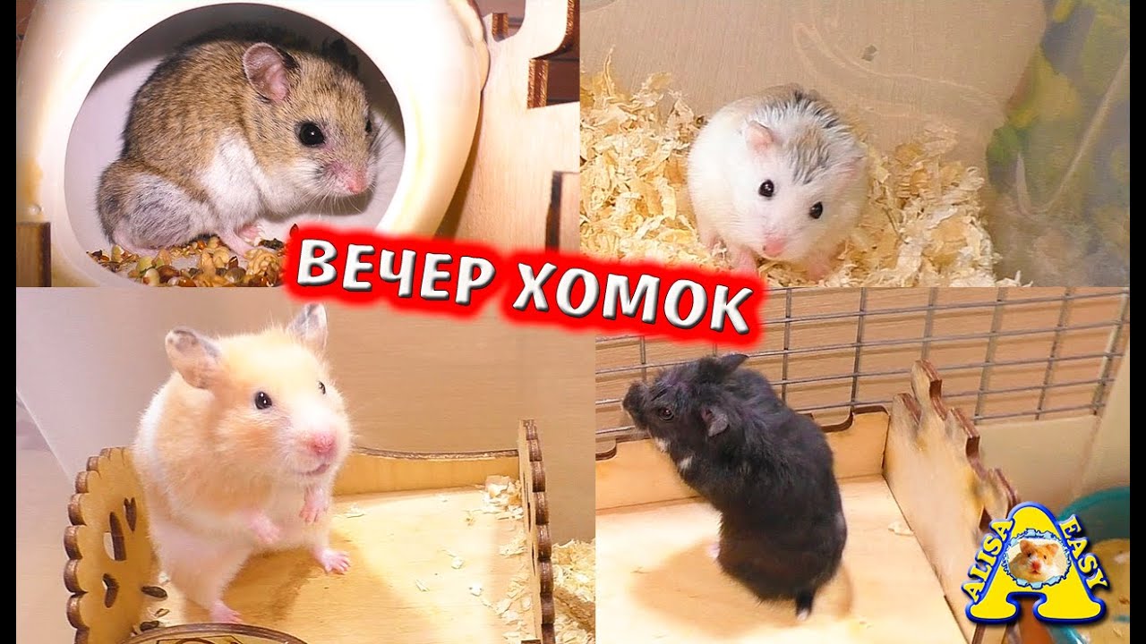 Хомяк-Паук! Сирийский хомяк, Кэмпбелла, Роборовского, Китайский / ВСЕ наши Хомки / Alisa Easy Pets