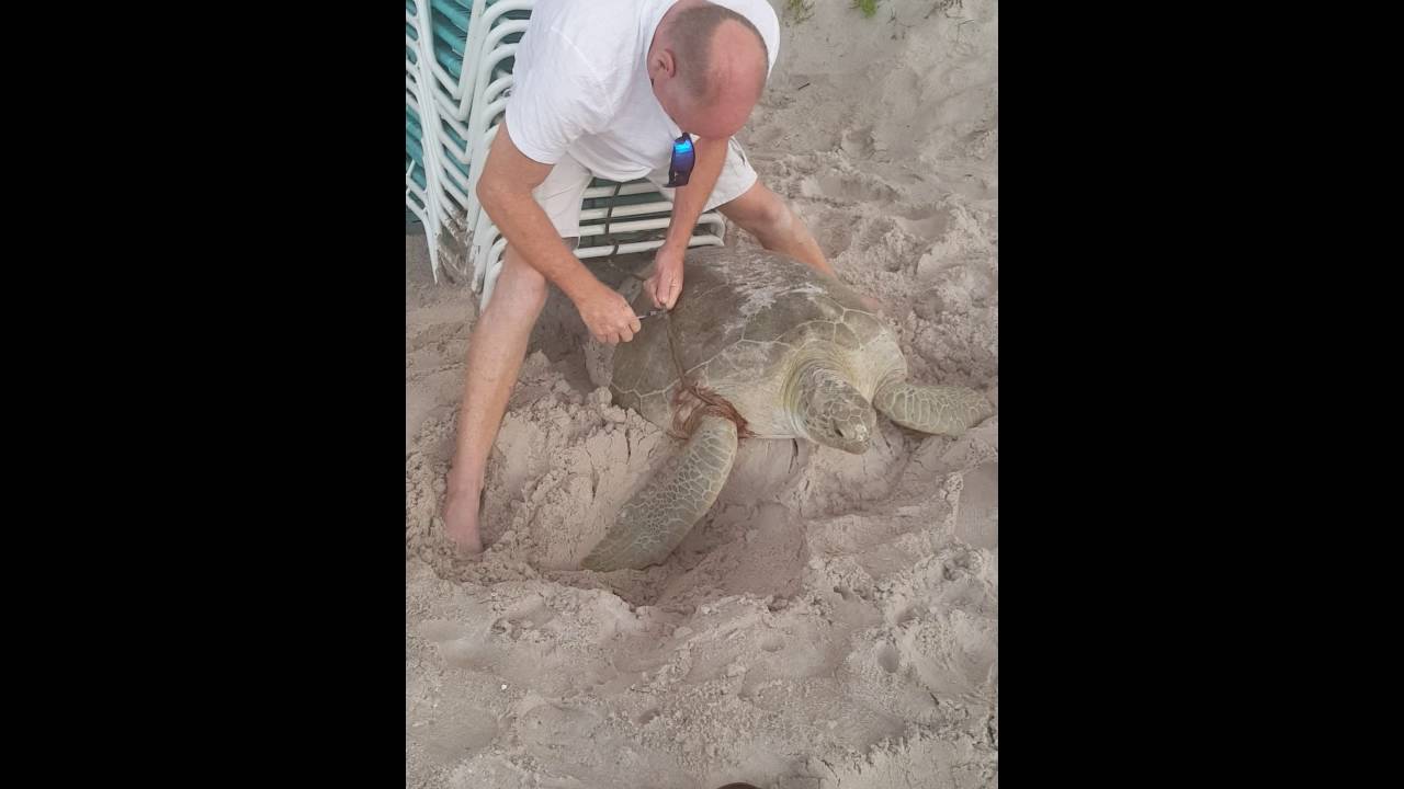 Tangled sea turtle rescue!!