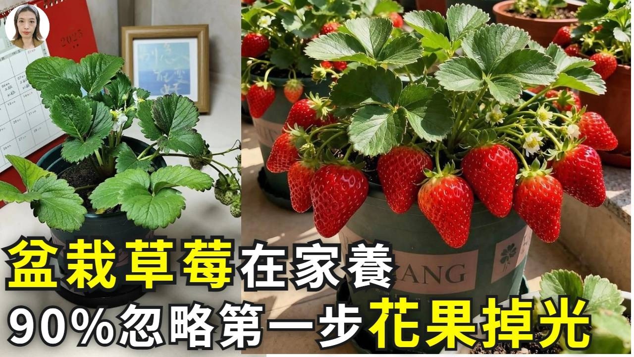 養盆栽草莓，90%忽略第一步，到家後必掉花掉果，吃不到浪費錢！|花花世界
