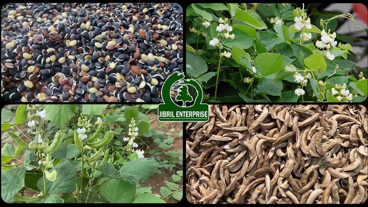 Hyacinth beans(Lablab Purpureus): The Multi-PurposeSuper Bean!