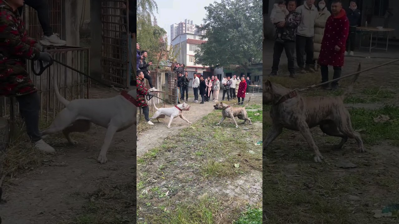 Dogo Argentino and Presa Canario face to face