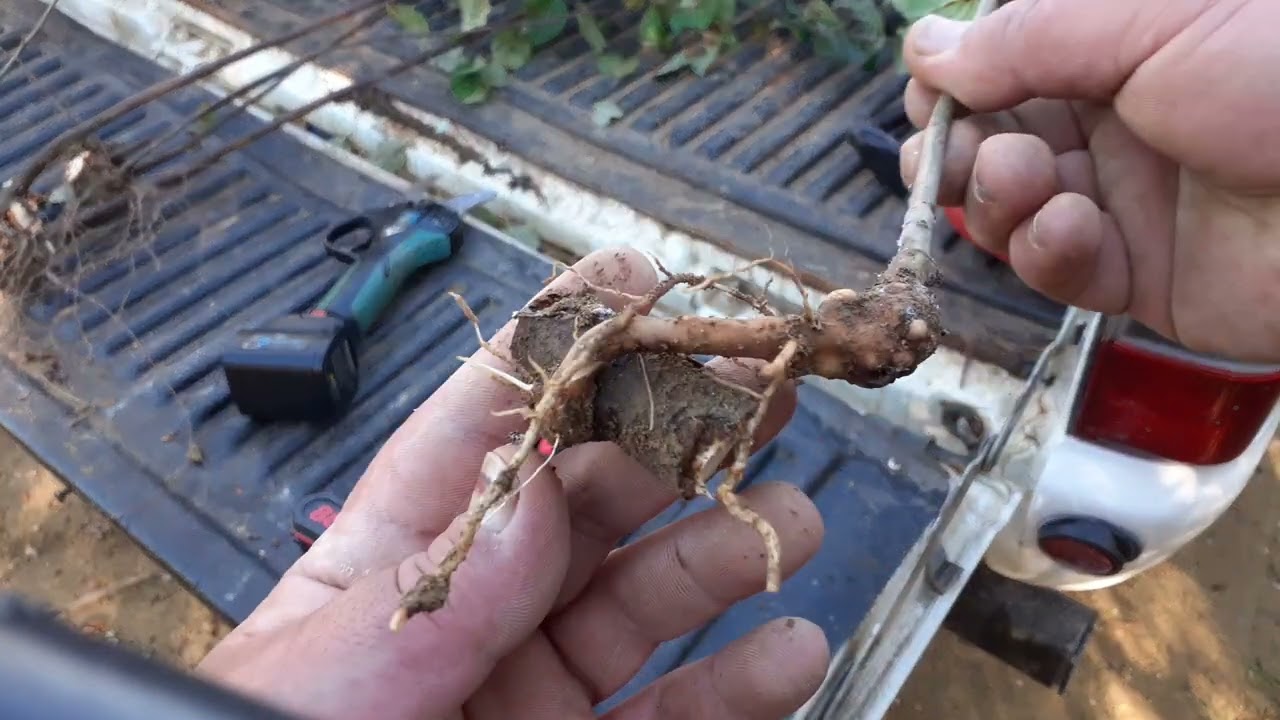 PIANTE DA FRUTTO COME RECUPERARE I POLLONI RADICALI