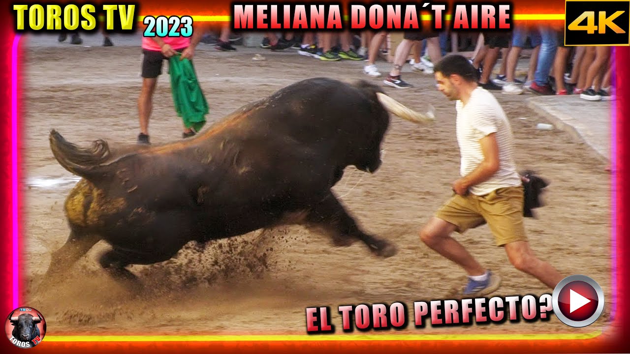 EL TORO BRAVO PERFECTO? - Meliana Dona´t Aire 2023 ❤️ Toros de Jose Luis Pereda.  Toros TV 4k