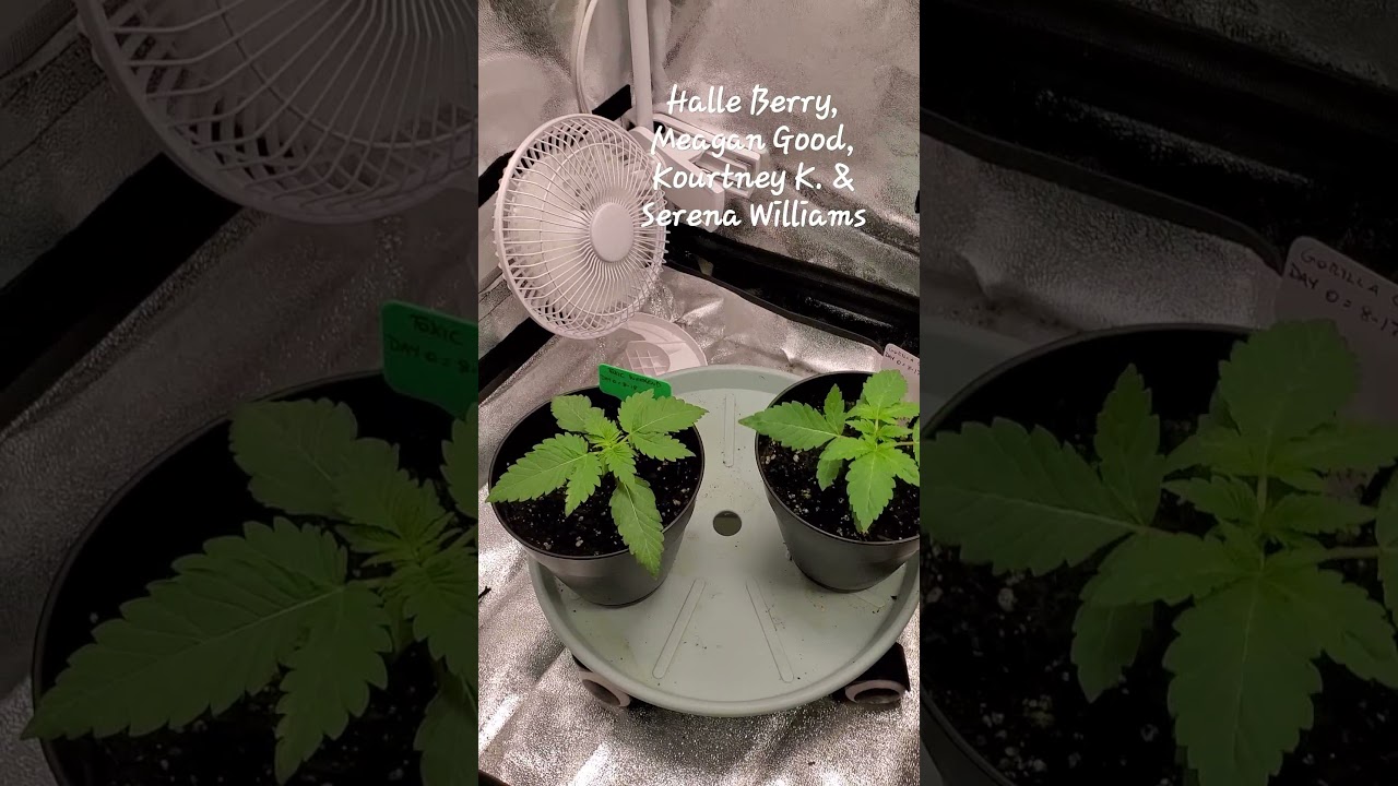 hydroponics with Silvaback203.     HLG 260w XL v2 Rspect lights.