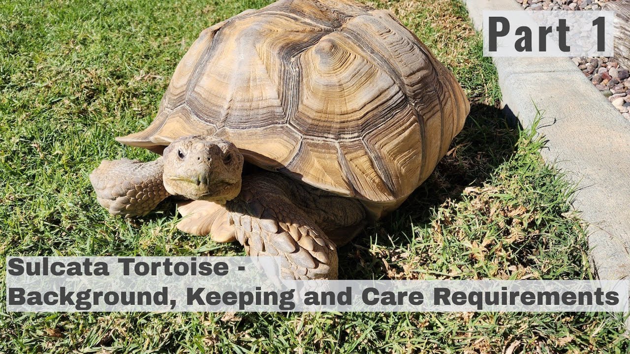SULCATA Tortoise Part 1 - Background, Care Requirements, Behavior, Health & TO DO