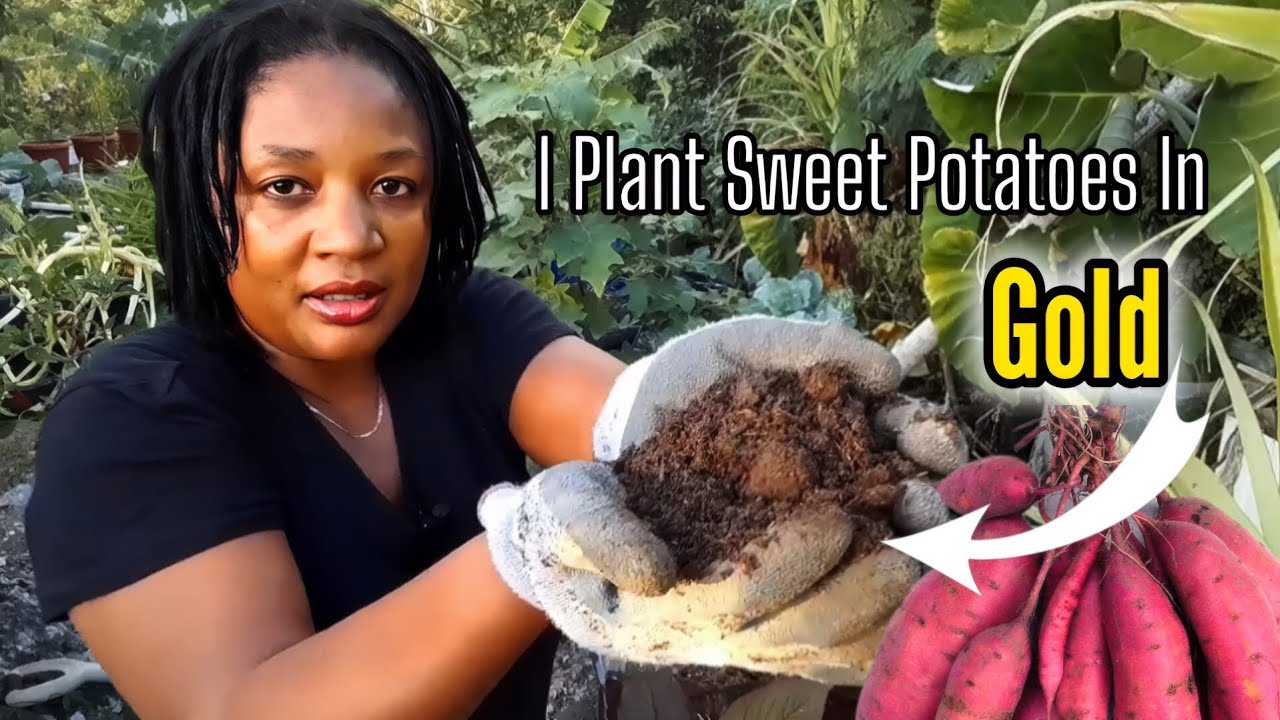 How To Grow SWEET POTATOES From Slips In Rich Homemade SOIL 100% FREE!
