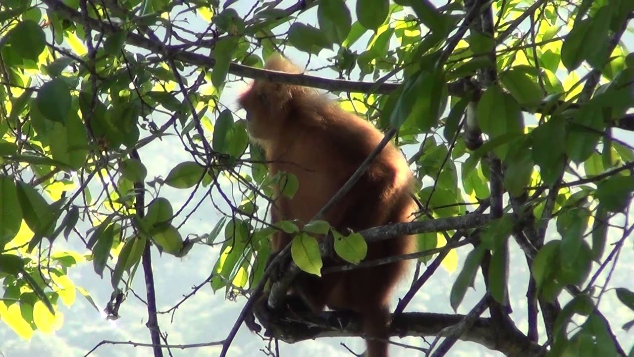 Red Leaf Monkey