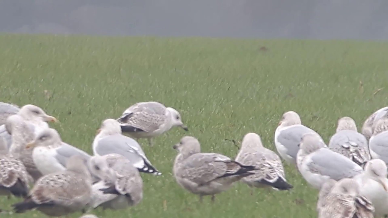 Caspian gull