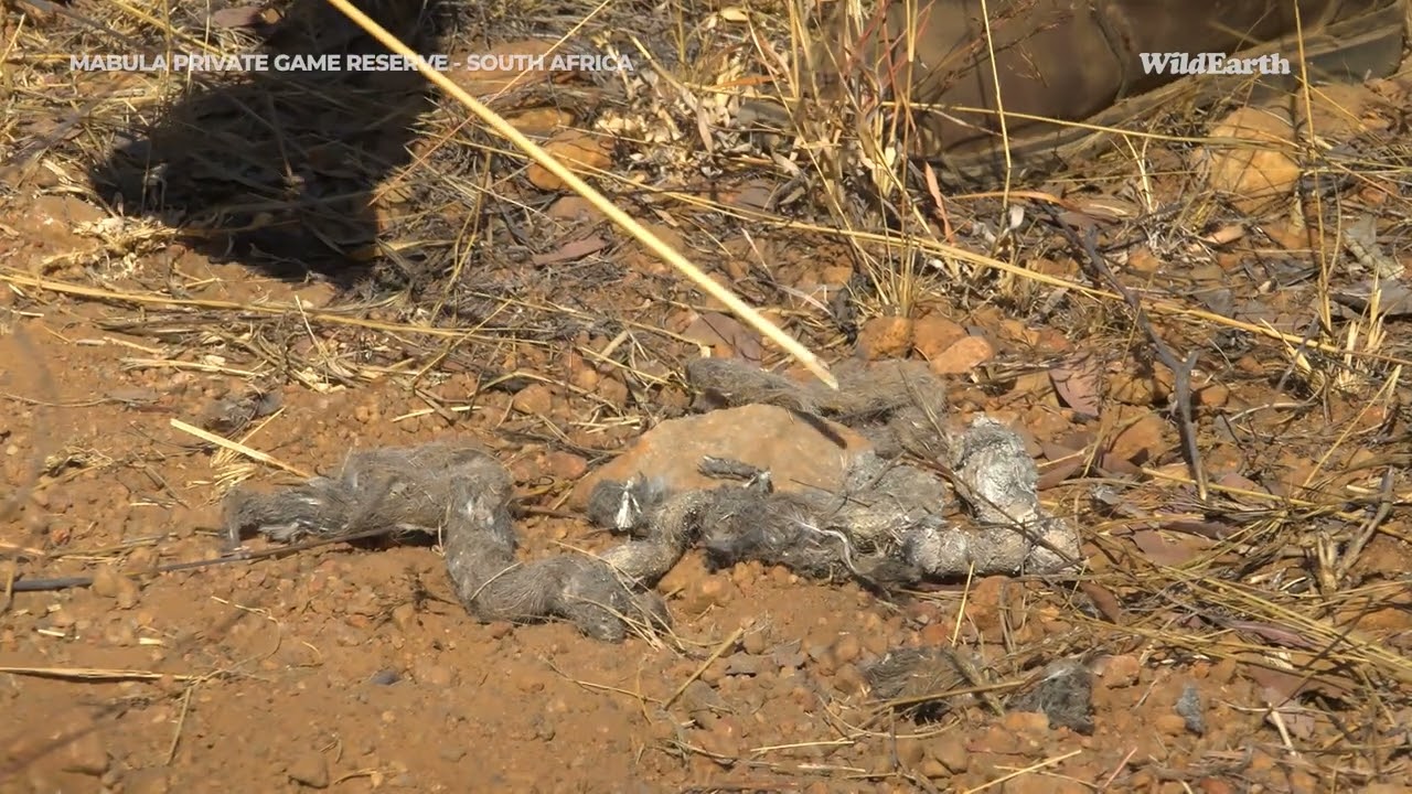 Wild Earth Virtual Safari at Mabula Private Game Reserve | Episode 19