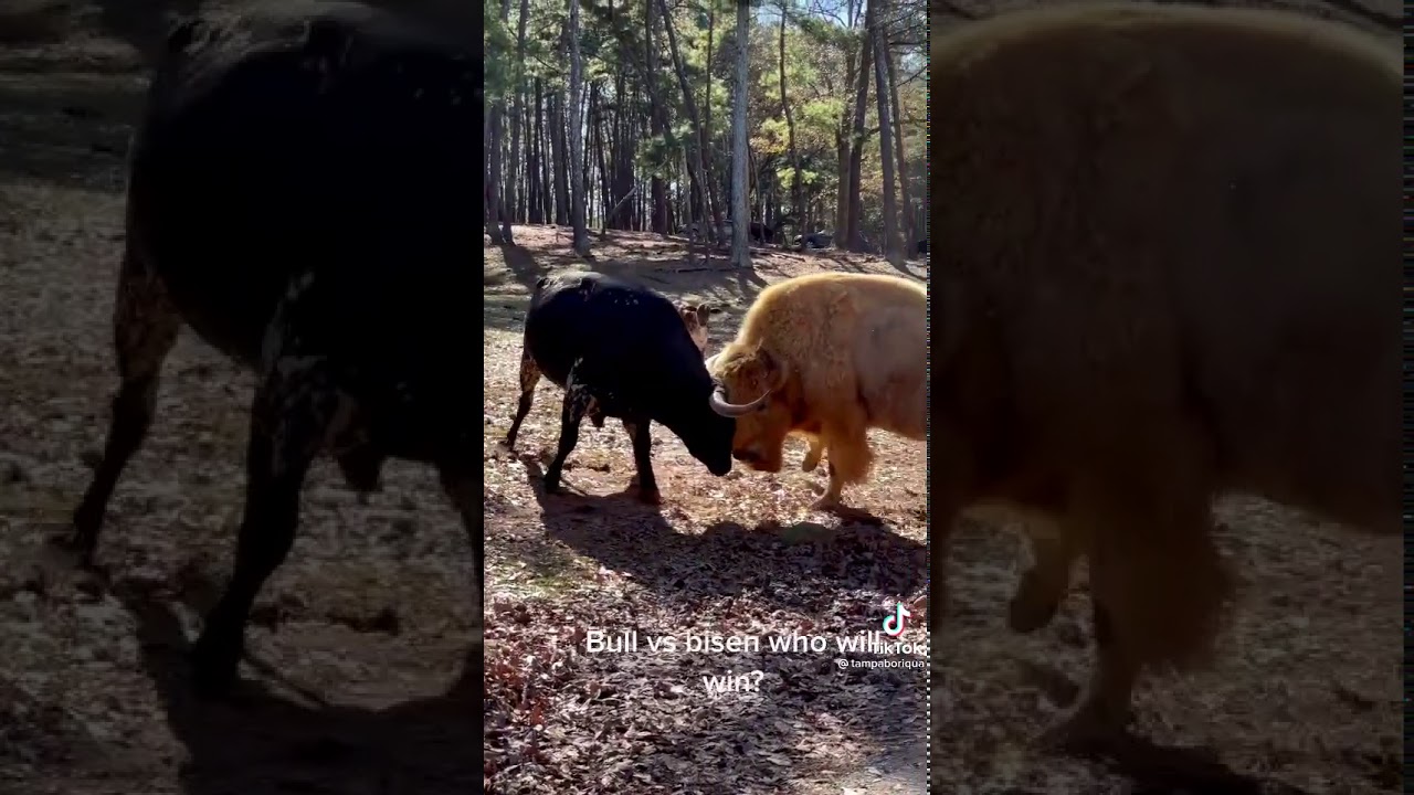 Bull vs Buffalo