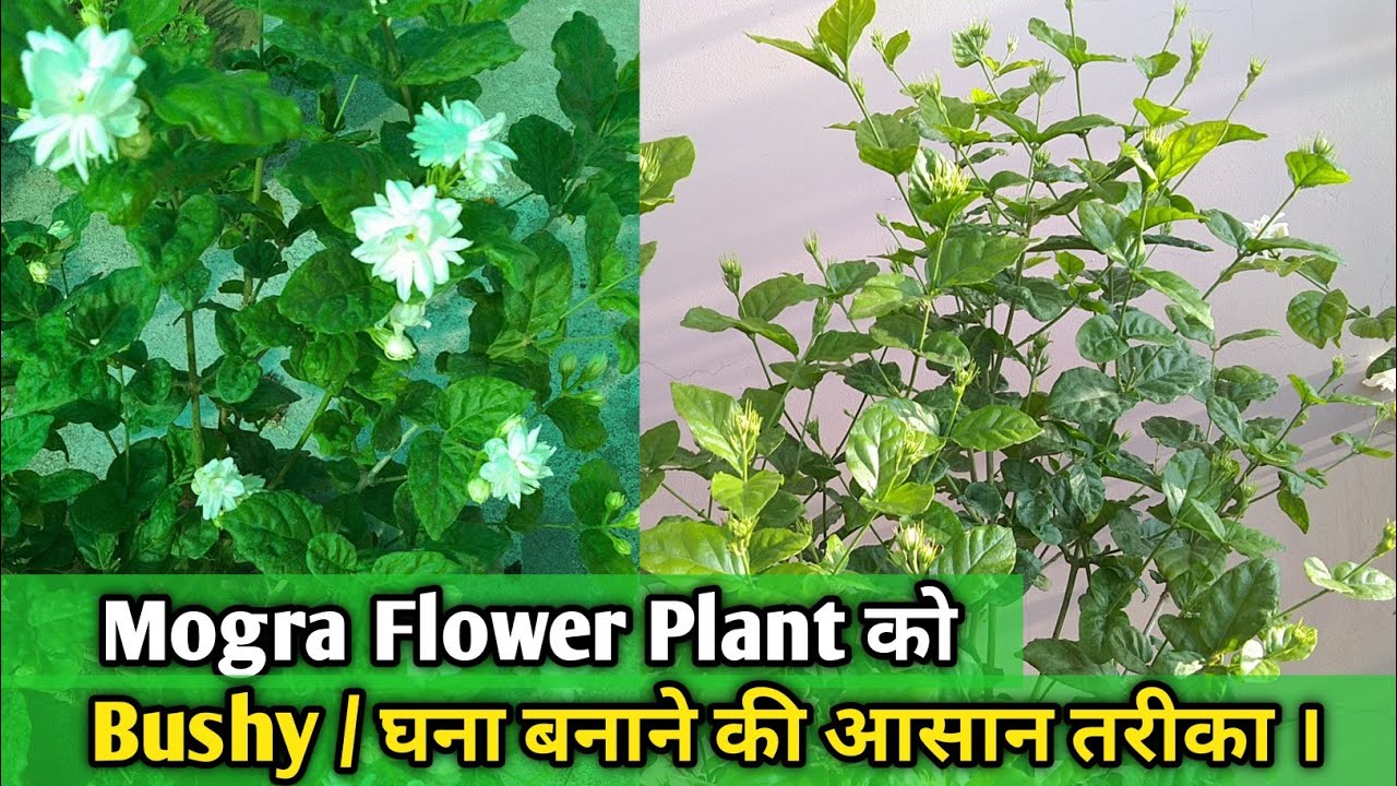 Mogra Me Flower Ke Baad Ye Galti Na Kare