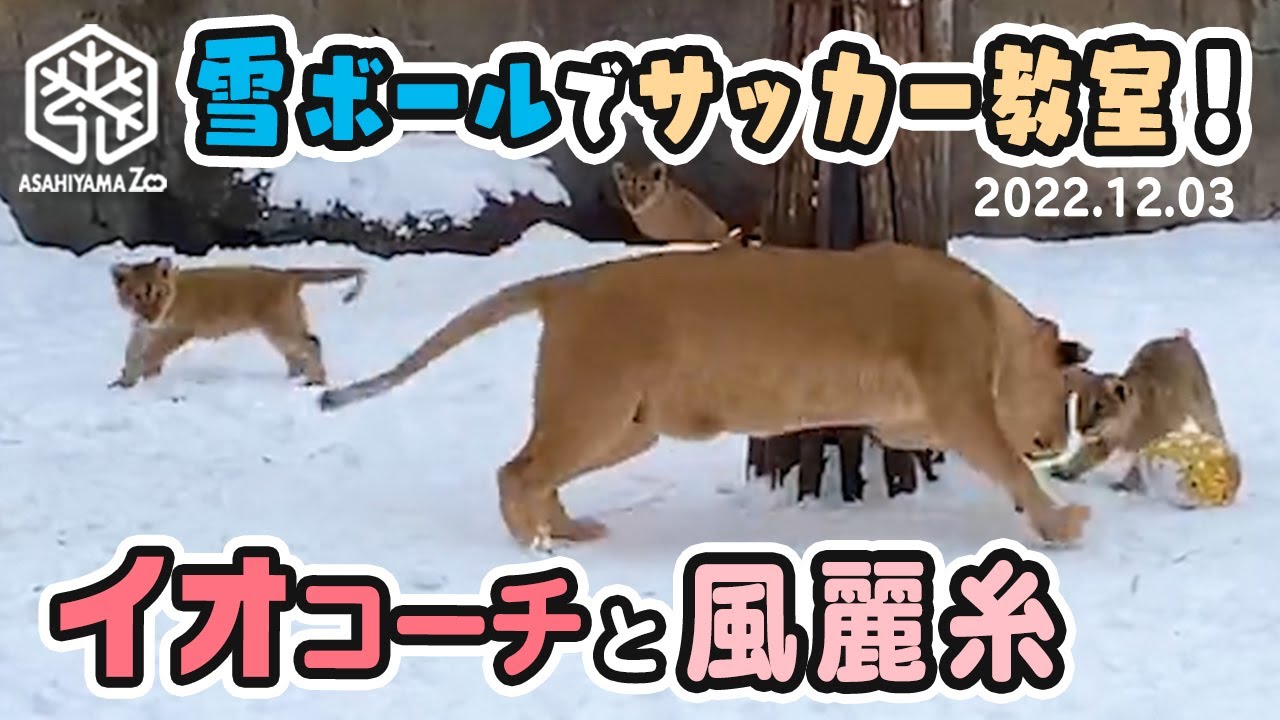 【旭山動物園】雪ボールでサッカー教室！一番楽しそうなイオコーチ⚽️🐱ぜったいに負けられにゃい戦い🐱風🐱麗🐱糸 (12/3) [Asahiyama Zoo]  Lion, Orito's Family.