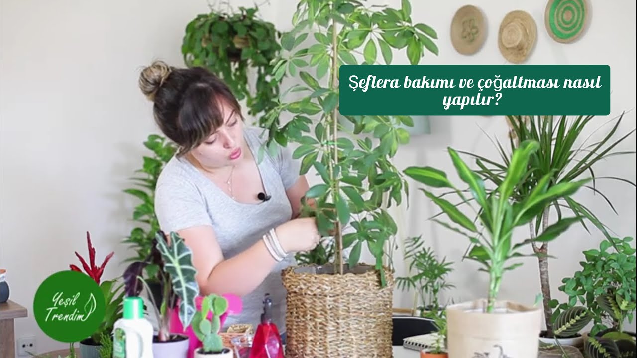 Şeflera (Schefflera arboricola) Bitki Bakımı ve Çoğaltılması