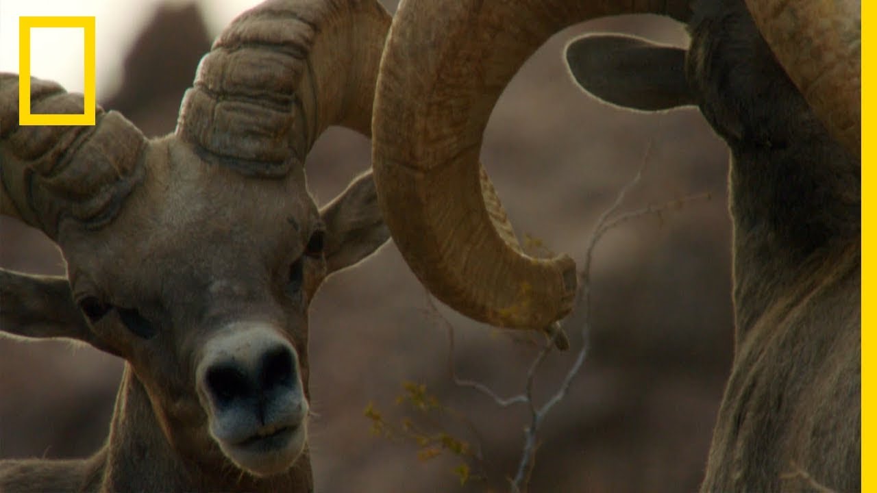 Duels de mouflons et rivalités amoureuses