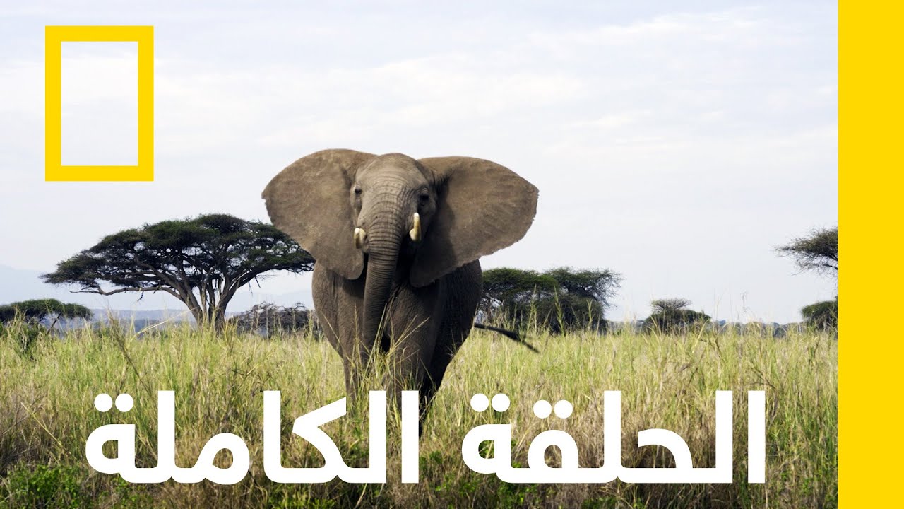 فيل السافانا الإفريقي | أسرار الفيلة | ناشونال جيوغرافيك أبوظبي