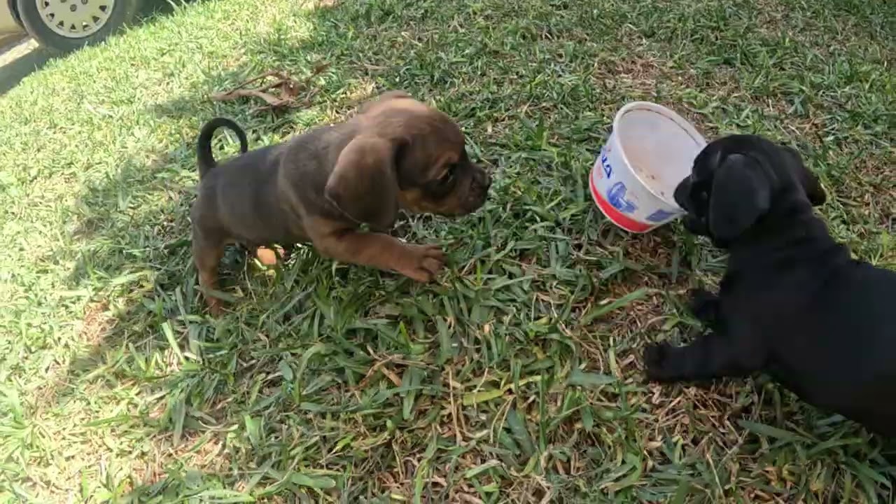 How to love Puppies