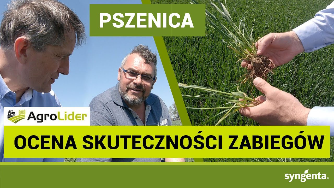 Czy było warto? Pszenica po zabiegu regulacyjnym i fungicydowym | woj. wielkopolskie | B&oacute;gwidze