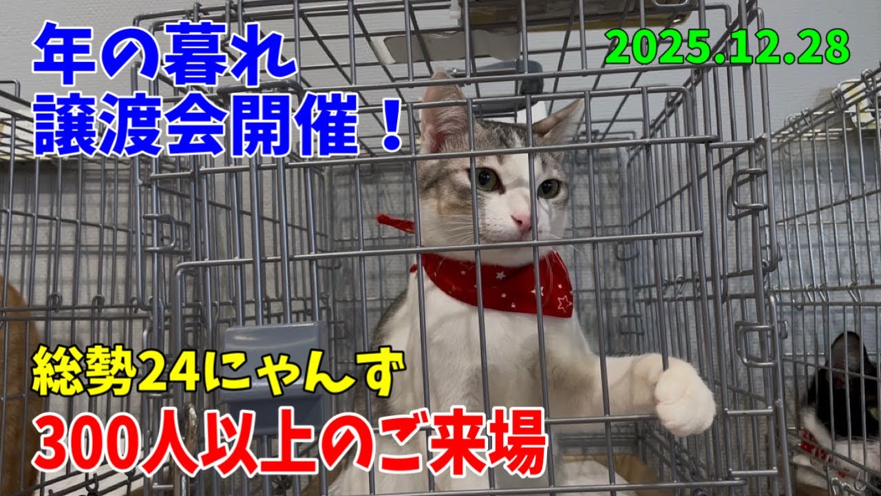 年末ギリギリに譲渡会を開催しました