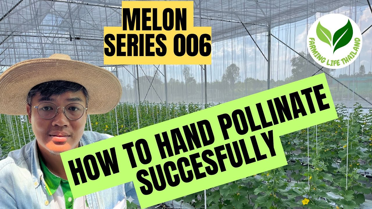 How to handpollinate melons and the secret behind it