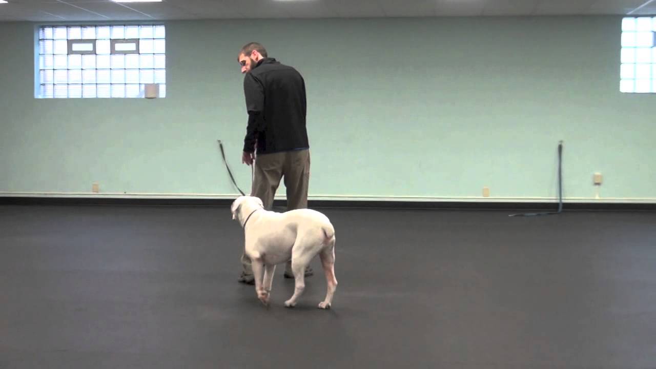 Follow me, Yield To Me - Tyler Muto's Dogmanship