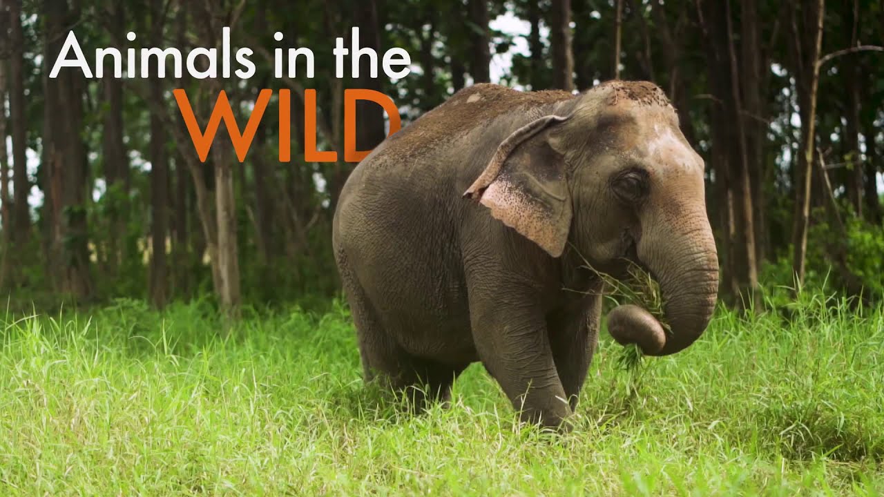 World Animal Protection India  2018
