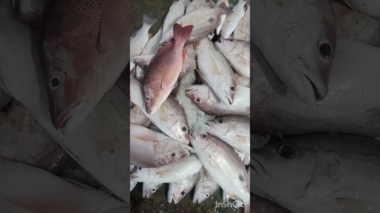 karachi Fish Harbour Update new Rate Fish 31oct 2024|Karachi Fishries 🦈🐠🐟🎣
