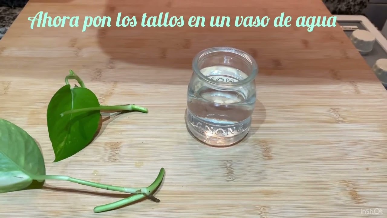 COMO REPRODUCIR POTOS/ POTUS POR ESQUEJES 🌱🌱🌱🌱#potos #plantas #esquejes
