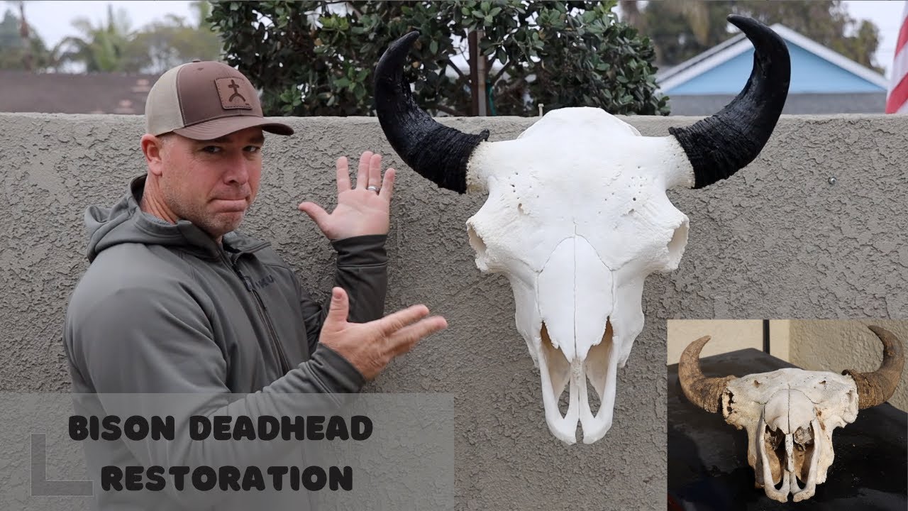 DEAD HEAD BISON RESTORATION