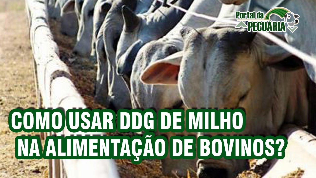 Como usar DDG de milho na alimentação de bovinos?