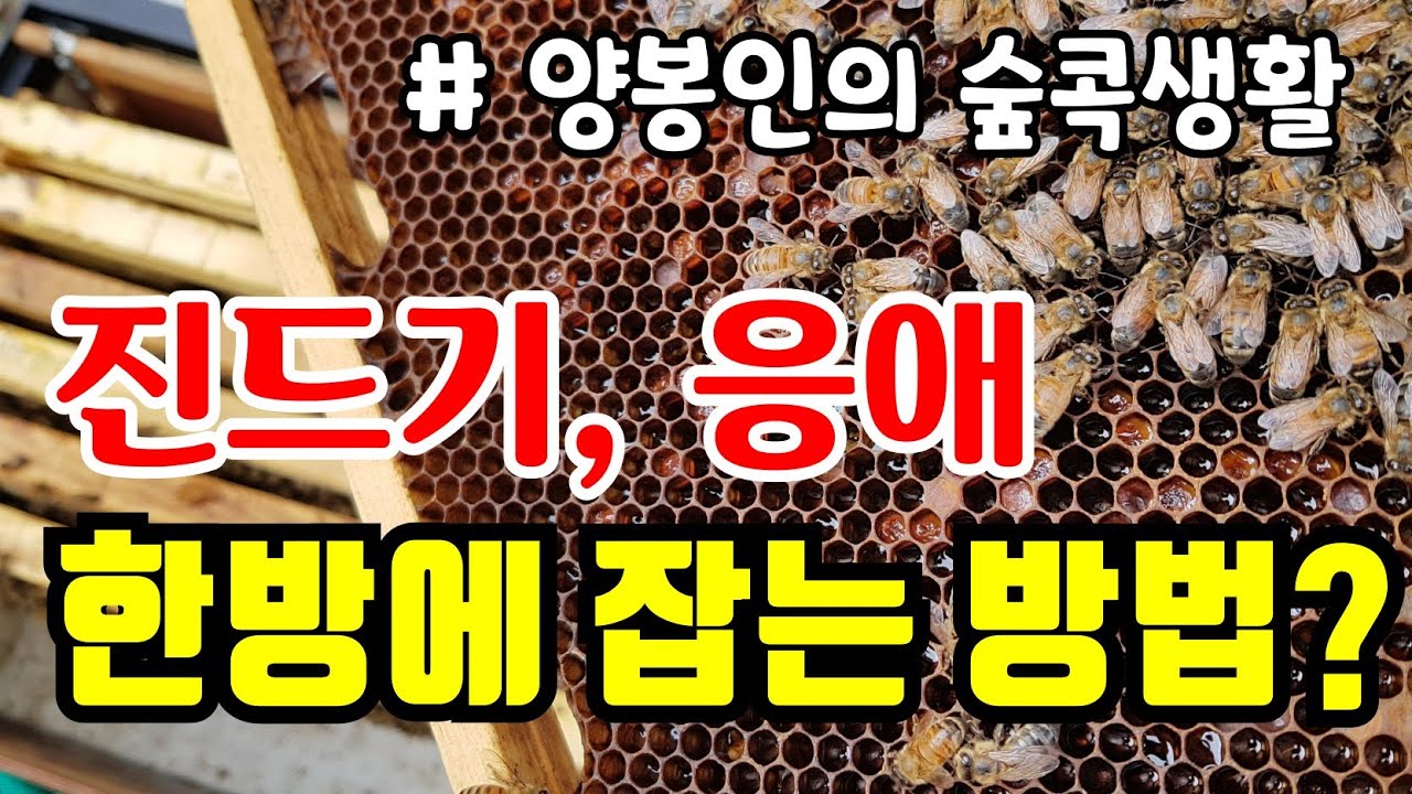 진드기 응애... 병충해 방제 한방에 해결하는 방법