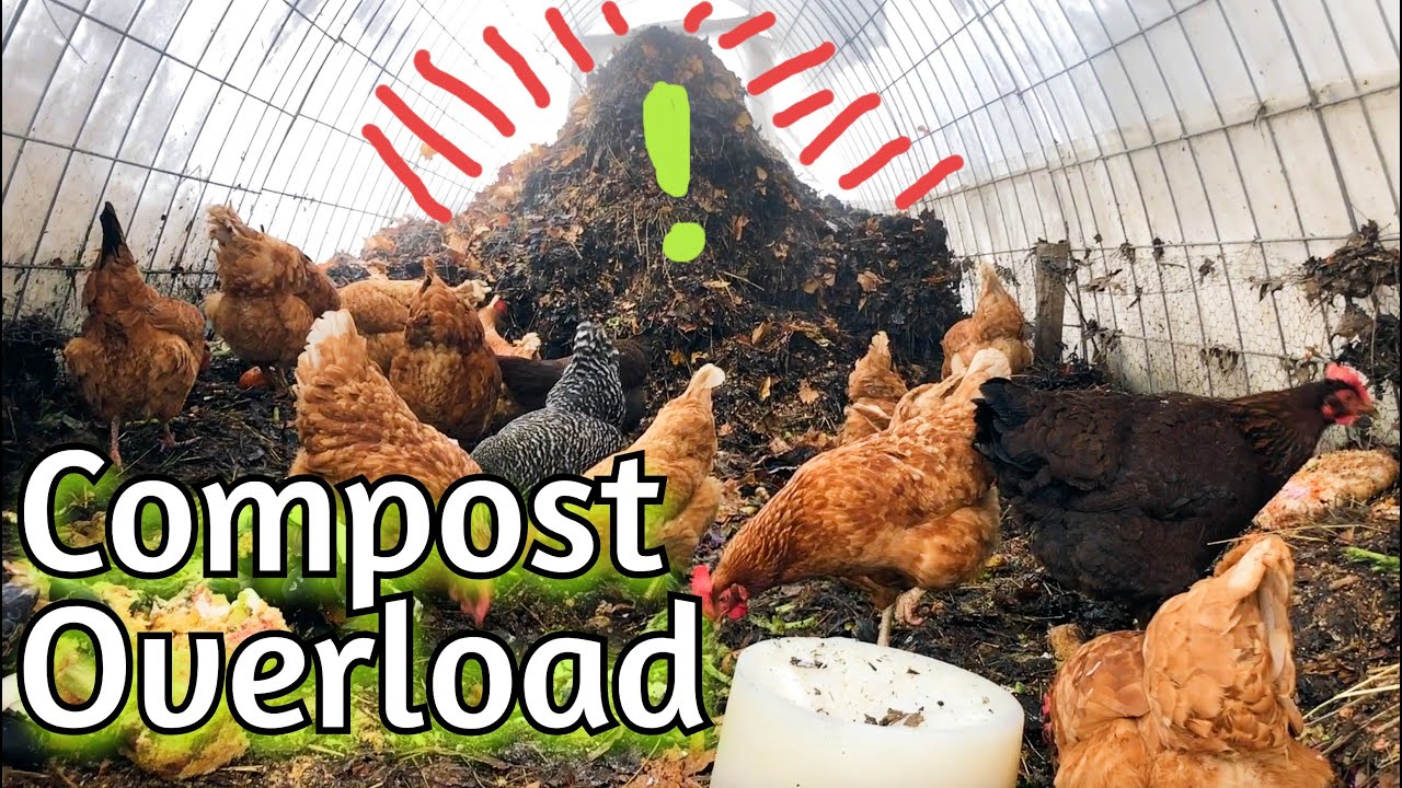 Chicken TV - Compost Overload again!