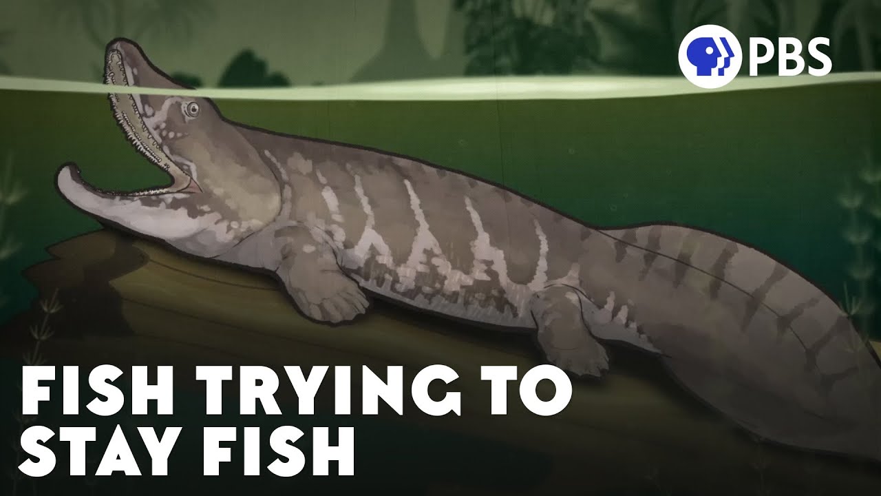 Crawling Out Of The Water Was An Evolutionary Accident