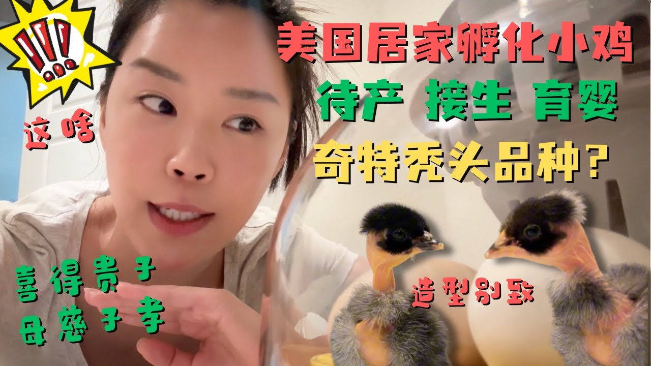 美国居家孵小鸡🐣居然孵化出造型奇特神秘物种🤯？超疗愈过程全记录💗 小时候的愿望终于实现啦！喜得贵子 母慈子孝 快乐加倍🎉