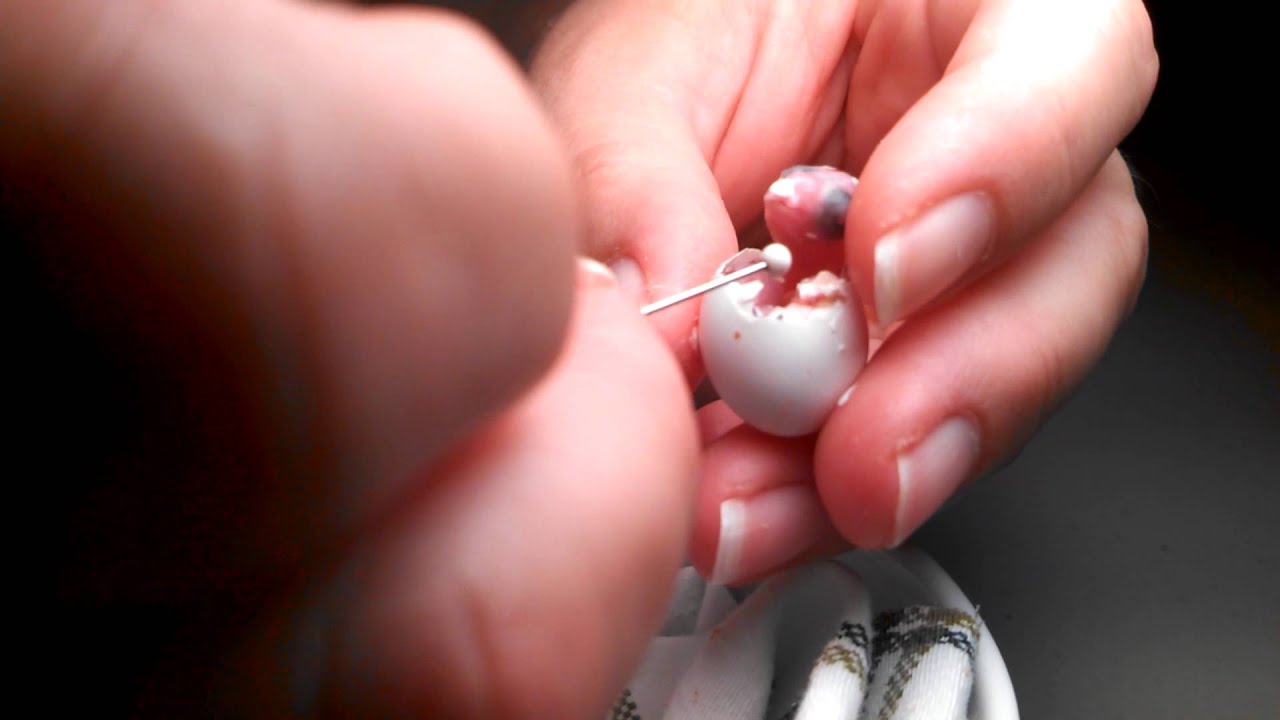 Assist-Hatching a Parrotlet Chick out of the Egg