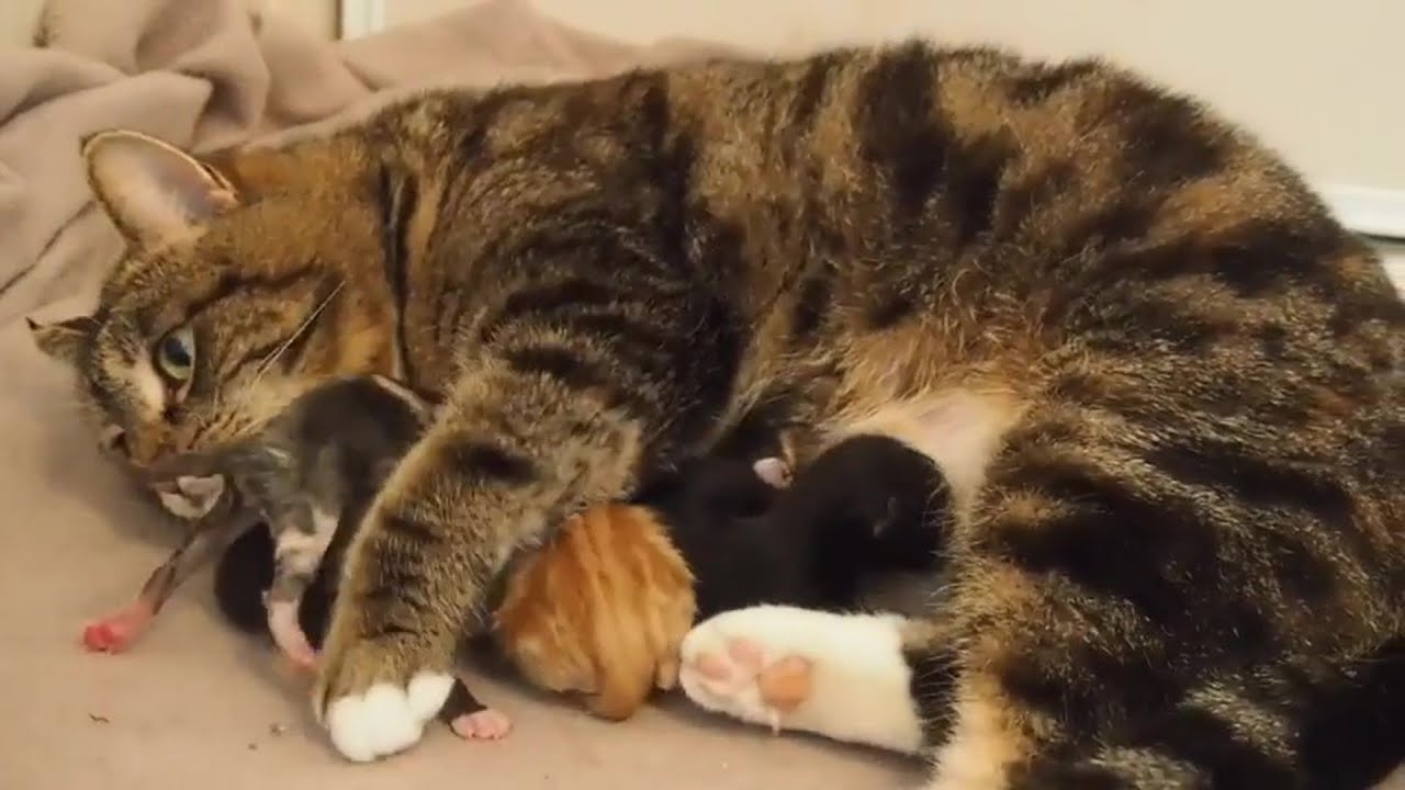 Rescue The Cat Mum Born 5 Super Cute Baby Kittens With Amazing Transformation