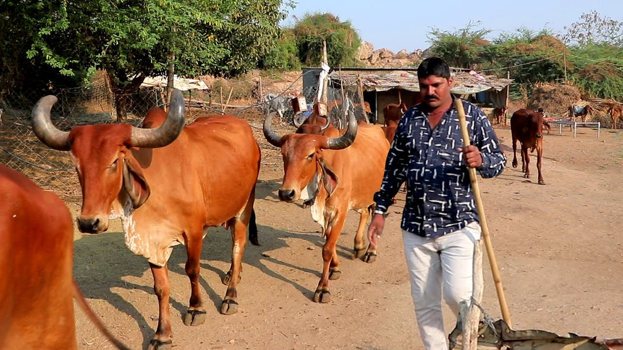 indian Cows | Kids Cow Video With Mooing Sound |shakhpur  Village life in gujarat
