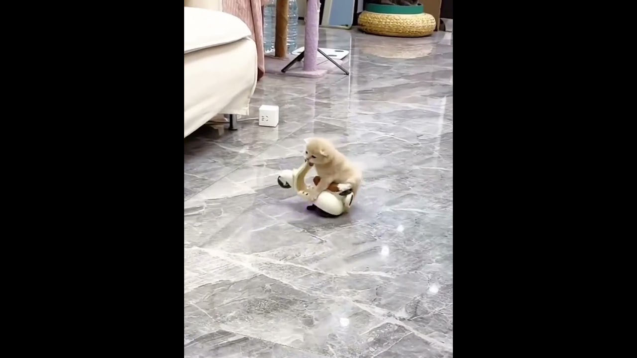 Fluffy Baby Cats Doing the Funniest Things  
