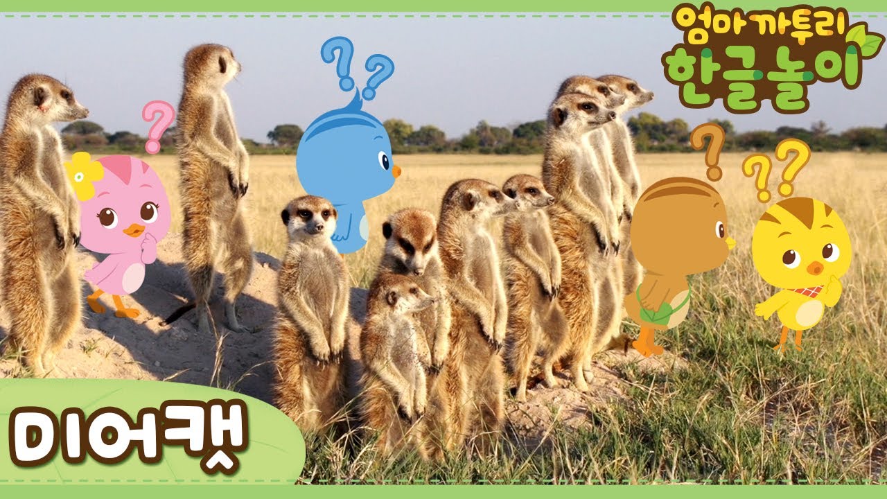 [엄마 까투리 한글놀이] 사막의 귀여운 감시자, 미어캣편 🐹 | 자연관찰 | 동물도감