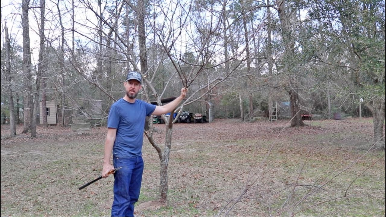 Pruning a Plum Tree for Better Shape and Production