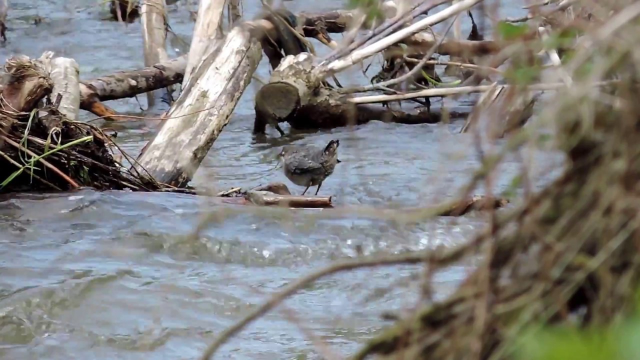 Parent feeding young dipper Cinclus cinclus