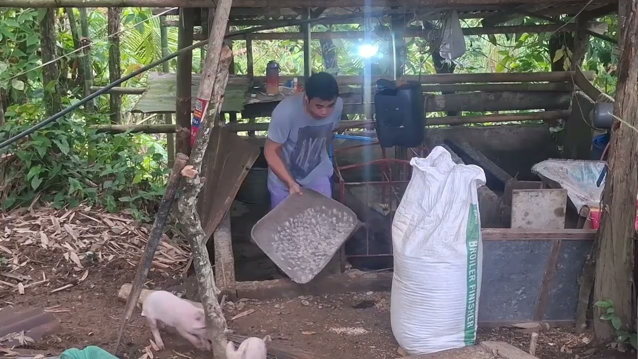 Ka province ganito diskarte ko sa baboy ko tuweng gabi #Kaprovinceblog #nativepig