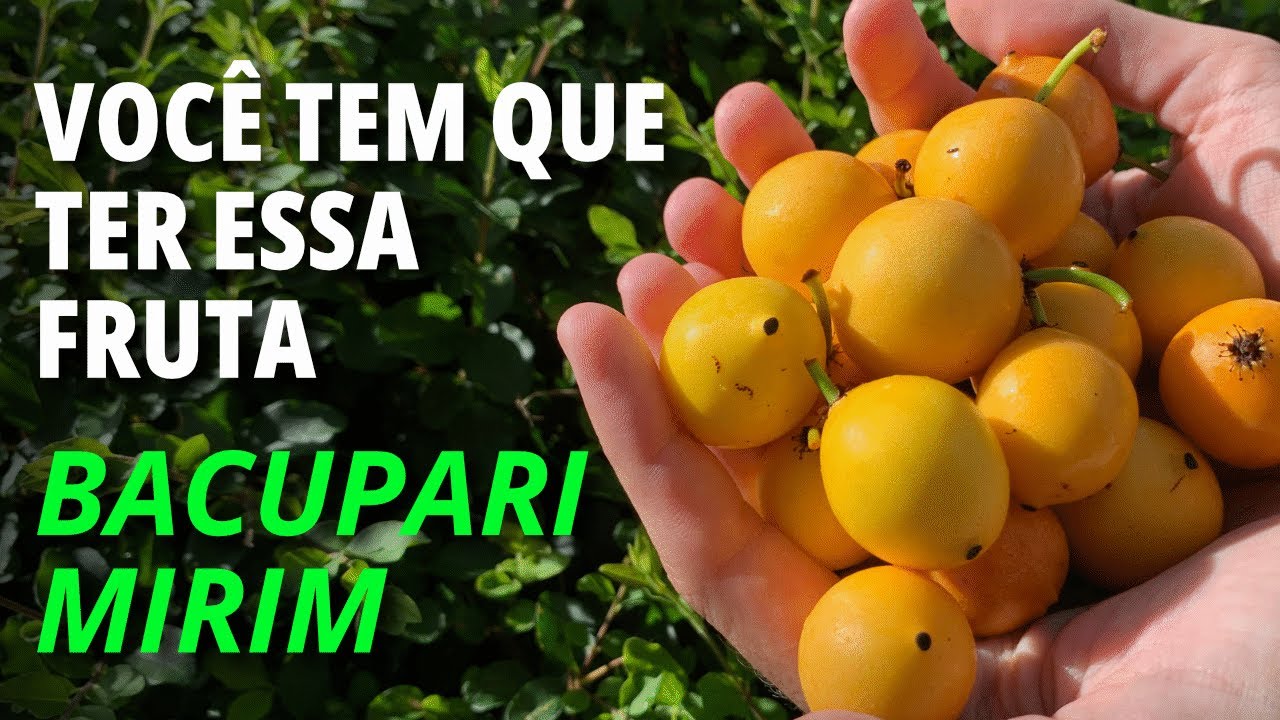 Bacupari Mirim: a fruta rara que você nunca ouviu falar