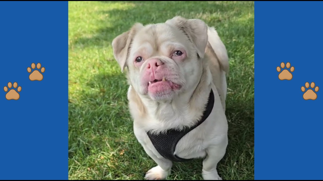 This Albino Dog Has a Human Face and REFUSES Normal Food! The Story of Cookie the Miracle Pug..