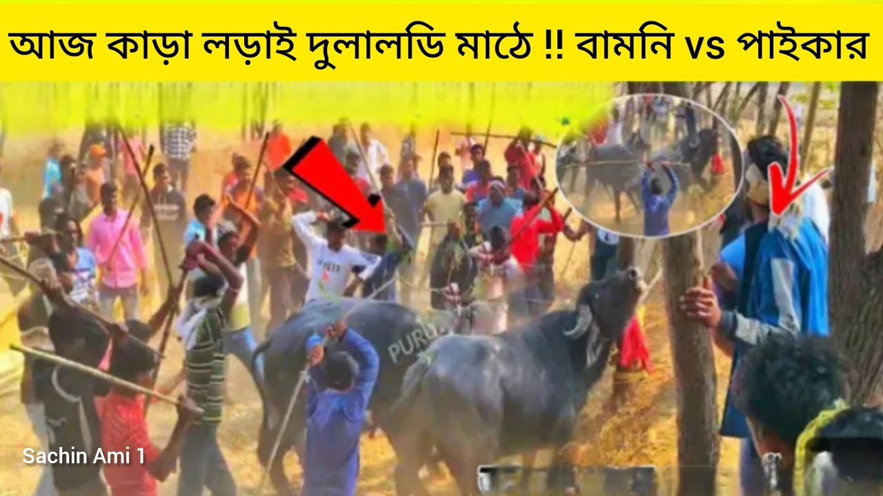 আজ কাড়া লড়াই দুলালডি মাঠে !! বামনি vs পাইকার