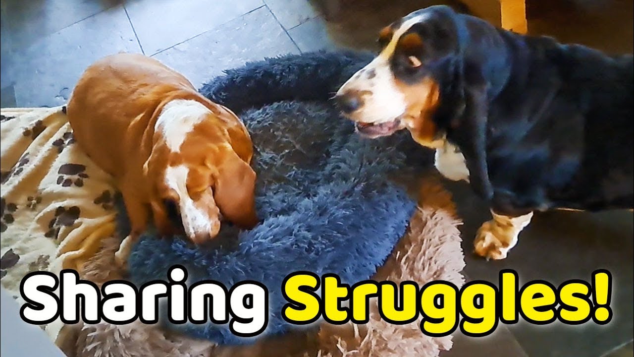 Basset Hound Siblings Battle for a Basket!